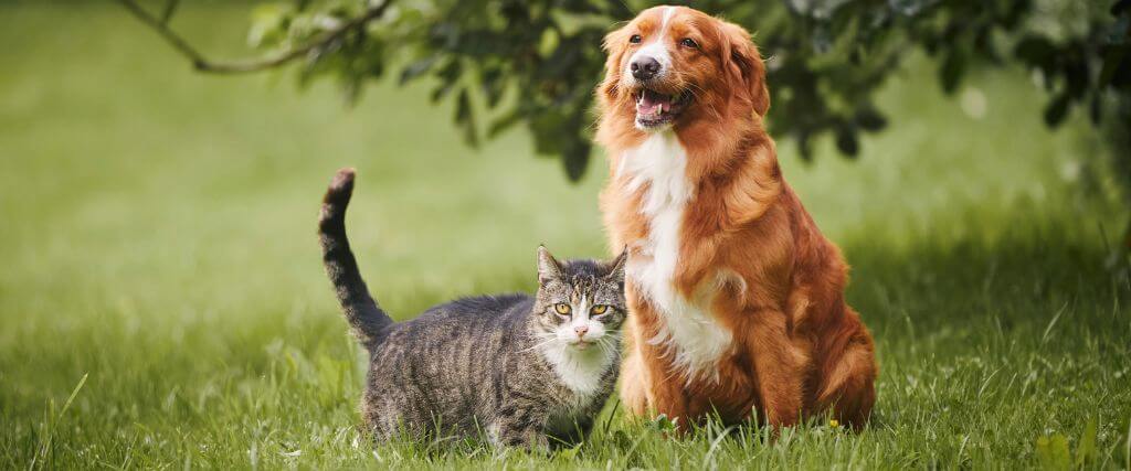 A dog and a cat standing in the grass together outside, where ear infection causing allergens may be present.