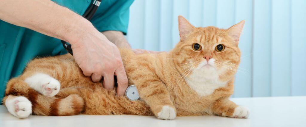 Cat at vet for cat annual wellness checkup