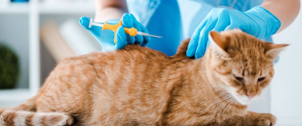 Orange cat receiving microchip at vet.