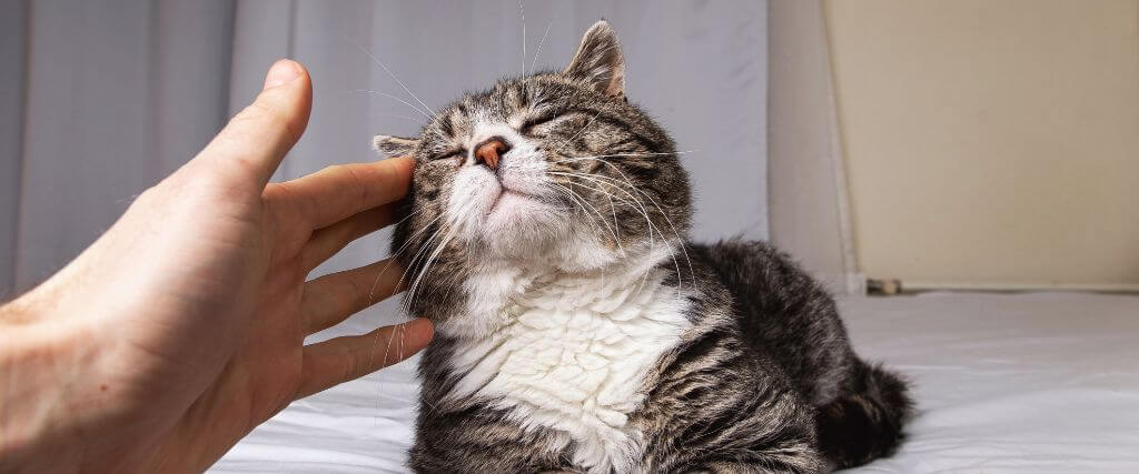 Senior cat being pet by owner, cat quality of life is still high