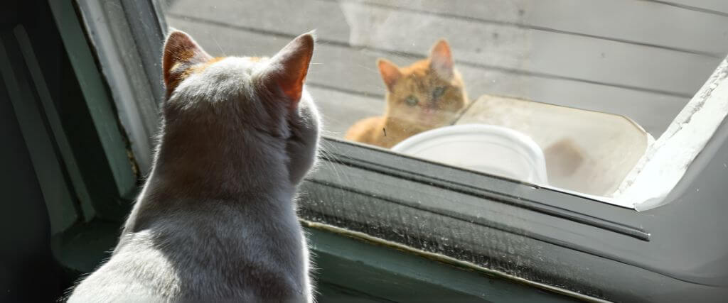 Indoor vs. Outdoor Cats: Health Risks and Benefits