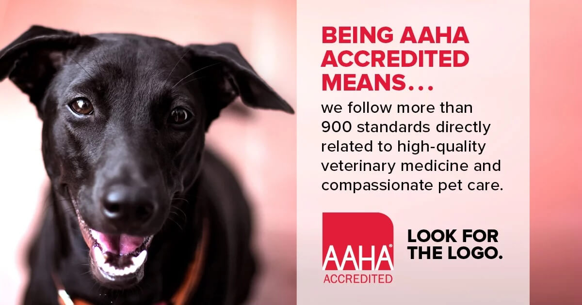 What-it-means-to-be-AAHA-Accredited