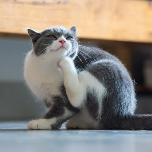 Cat Allergies