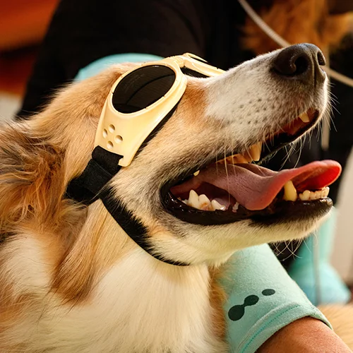 dog_laser_therapy