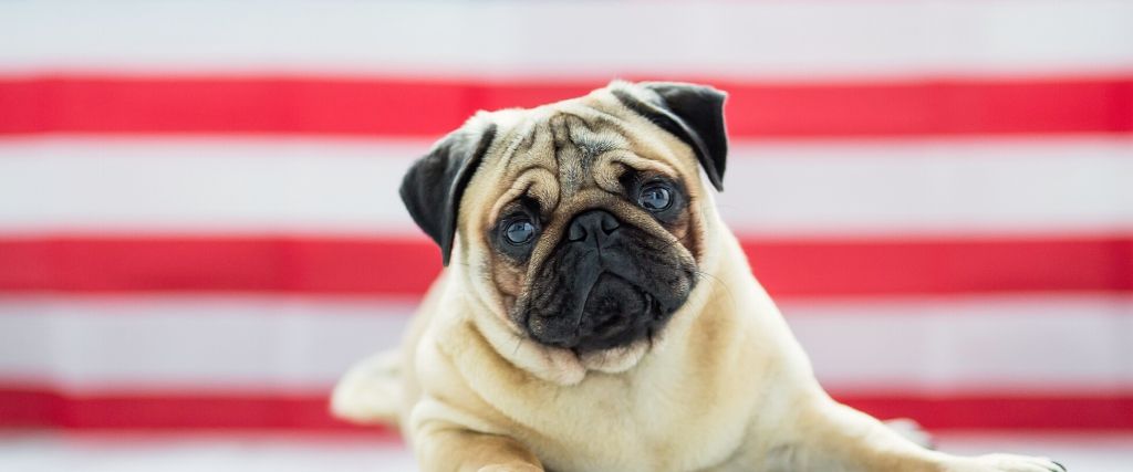 potential dangers to pets on the 4th of july
