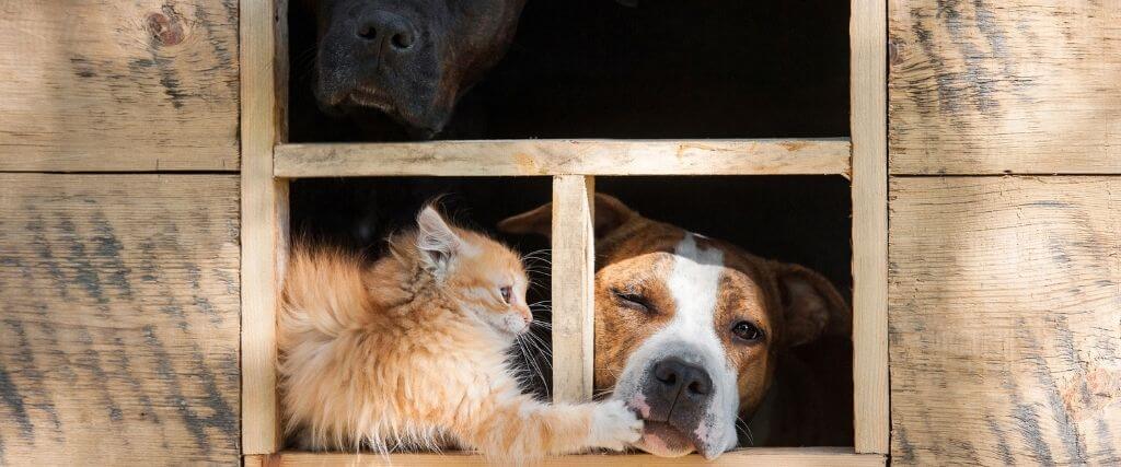 National Pet Poison Prevention Week