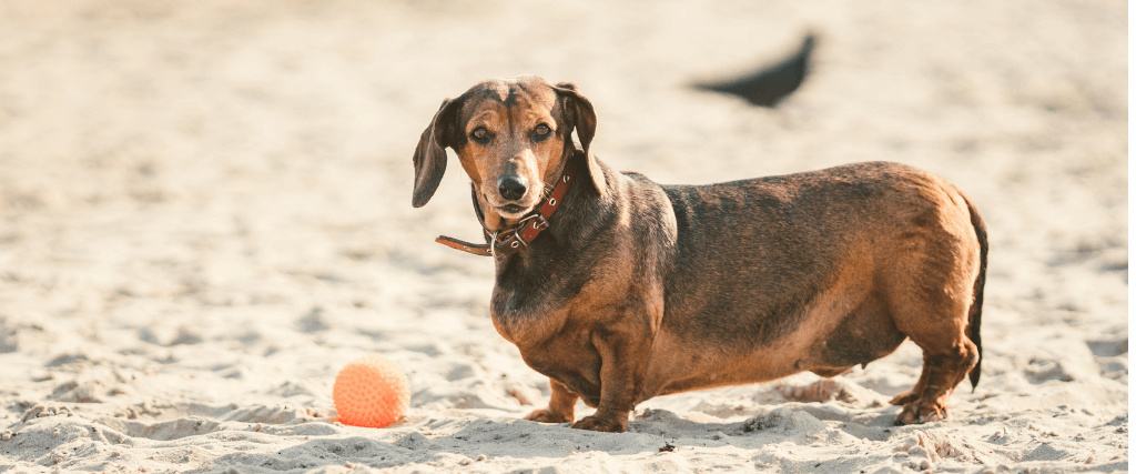preventing obesity in dogs