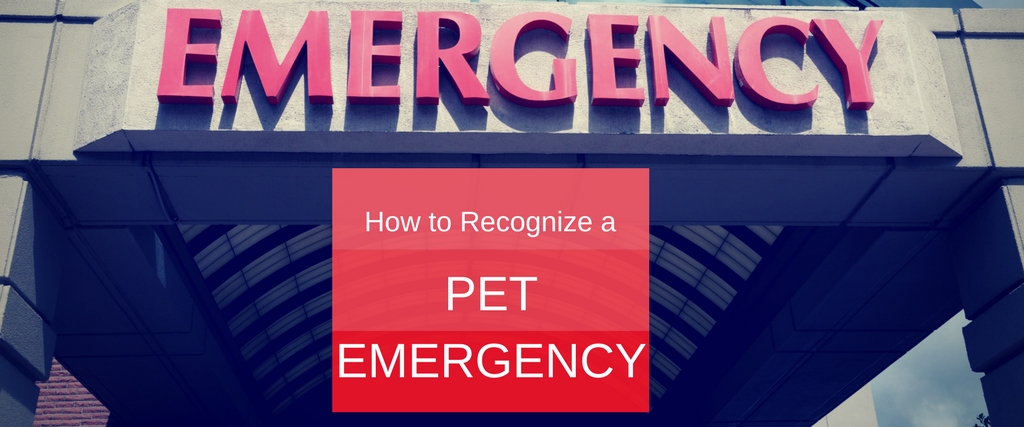 How do you recognize a pet emergency?
