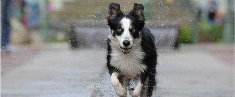 Why Microchip Your Dog? 