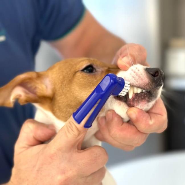 Pet Dental