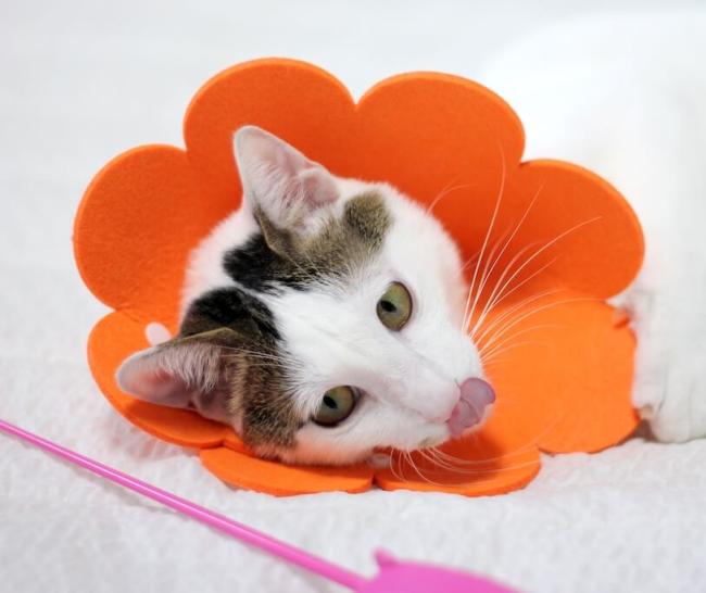 Spay and Neuter