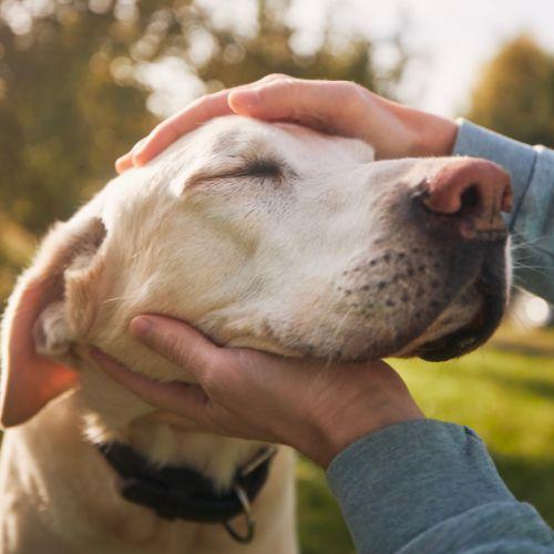 Senior Dog