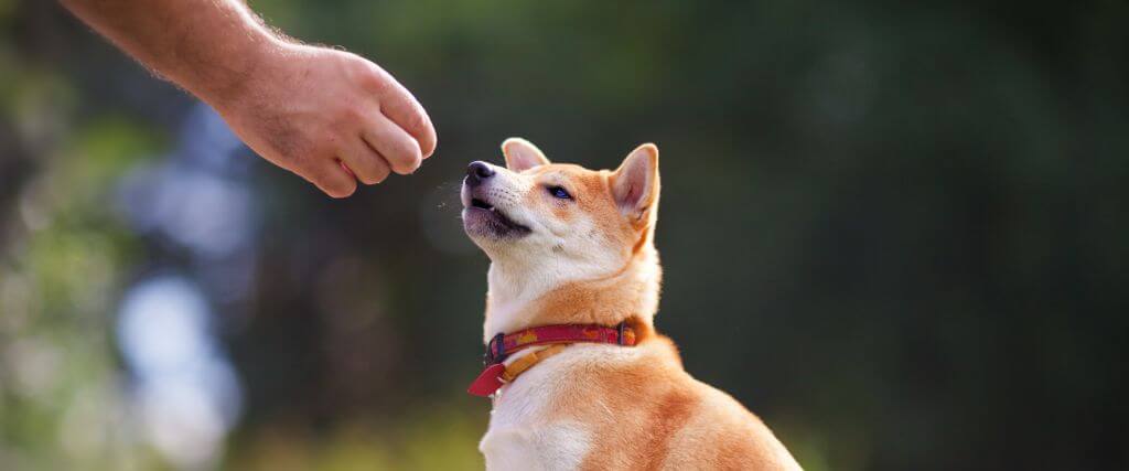 The Power of Positive Reinforcement in Training Your Dog