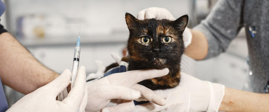 Cat at the vet ready to receive cat vaccinations