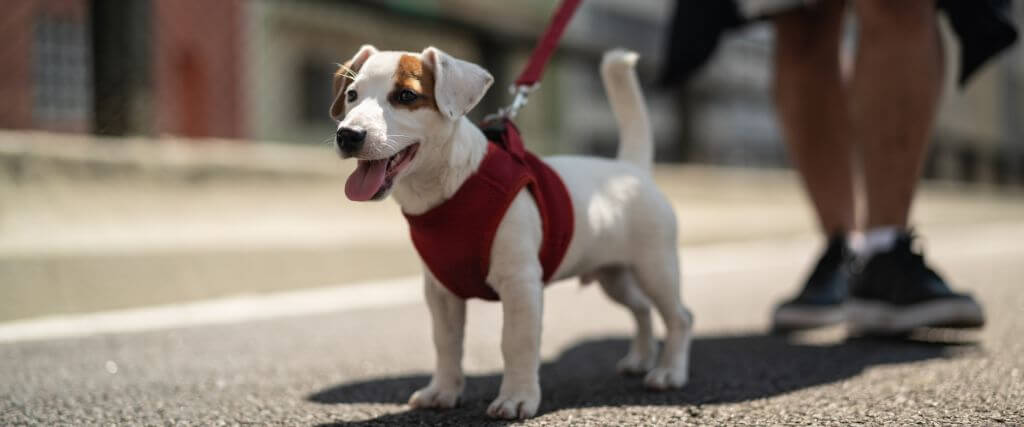 Small dog in a red harness walking on hot pavement, at risk for paw pad burns