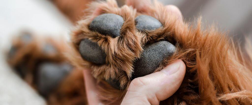 Close up of a brown dog's paw pads being examined by their owner