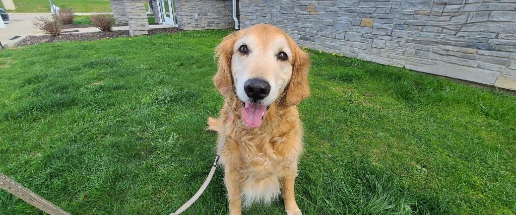 Senior dog with osteoarthritis sitting outside in the grass
