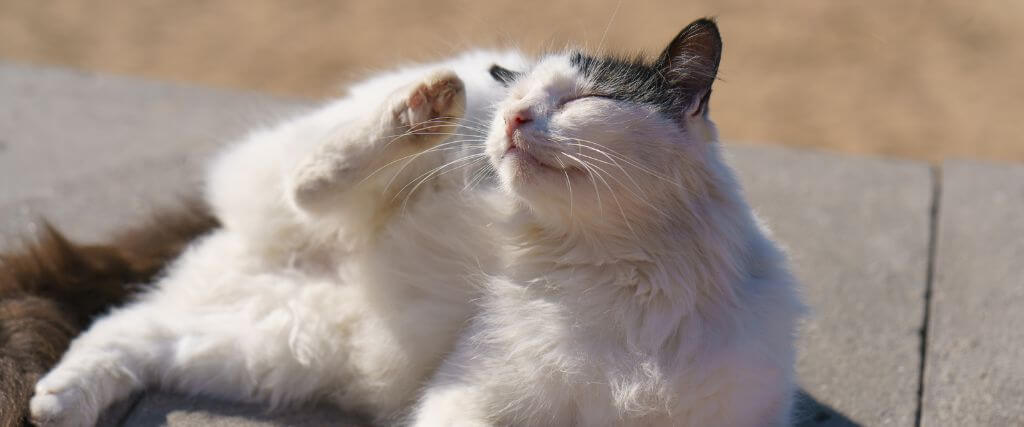 Cat with fleas scratching its head with it's foot